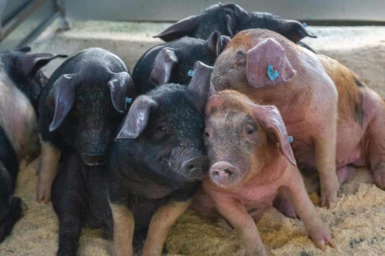 Strong Trade At Dumfries Mart June Pig Sale
