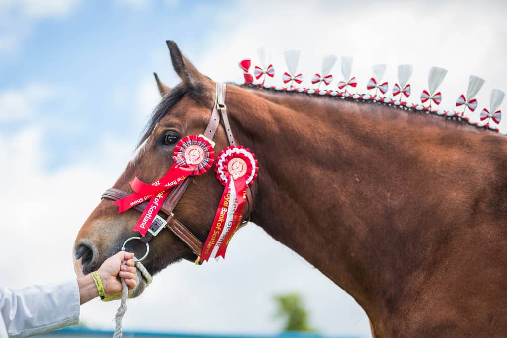 Royal Highland Showcase reveals equestrian entry figures 
