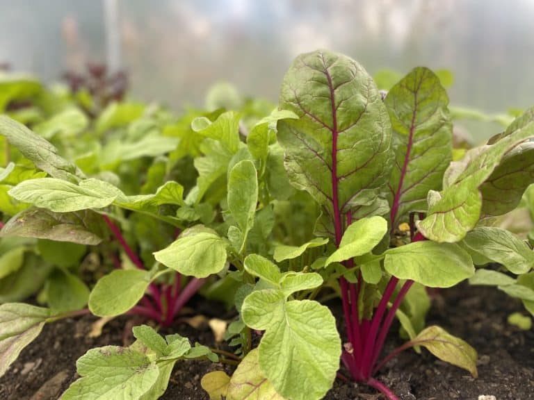 Learn And Grow – Become A Volunteer With Balmaclellan Social Enterprise ‘Hidden Veg’