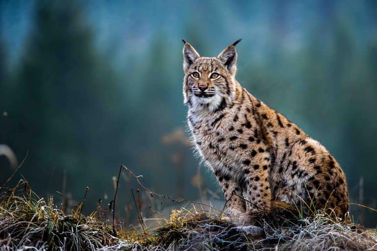 REINTRODUCTION OF EURASIAN LYNX