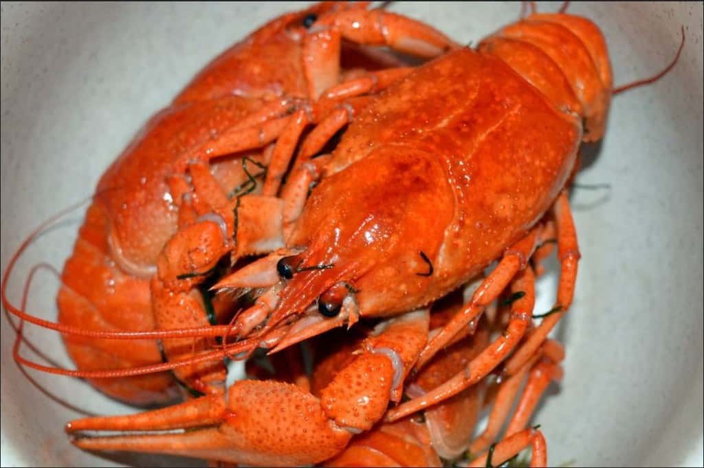 House Of Lords Propose Ban on Boiling Alive Lobsters