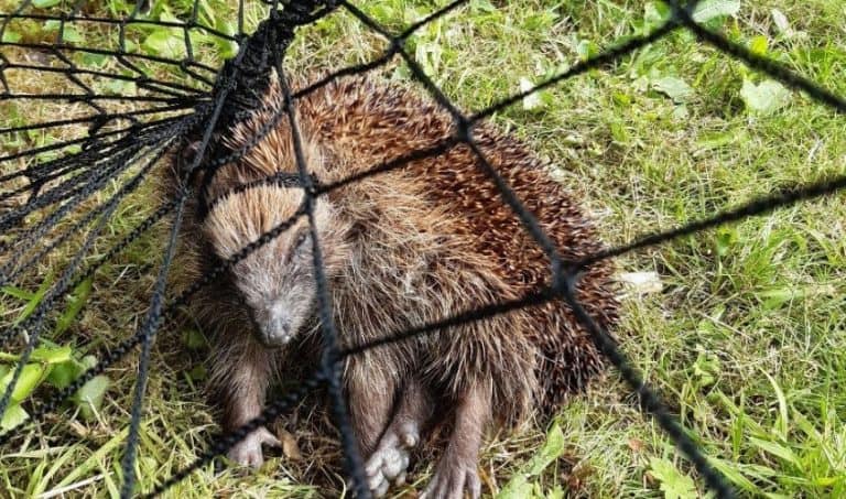 Scottish SPCA Warns Of Potential Dangers To Wildlife In Gardens