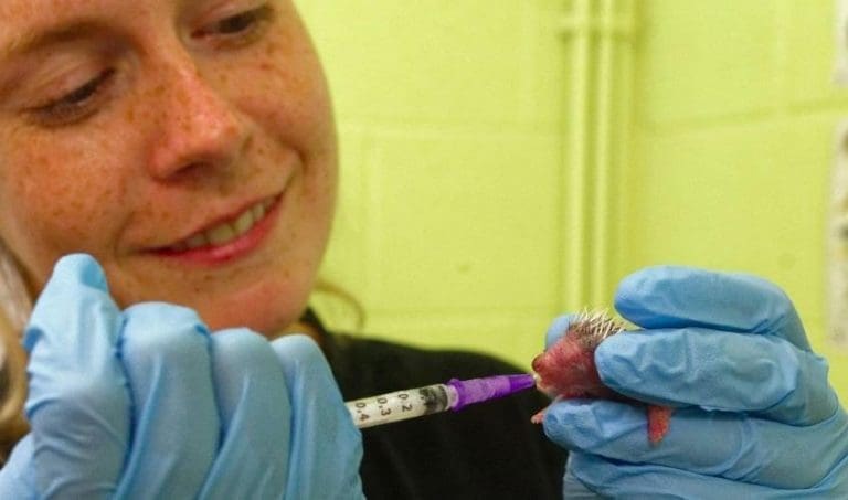 Scottish SPCA Need Food For Hungry Hoglets!