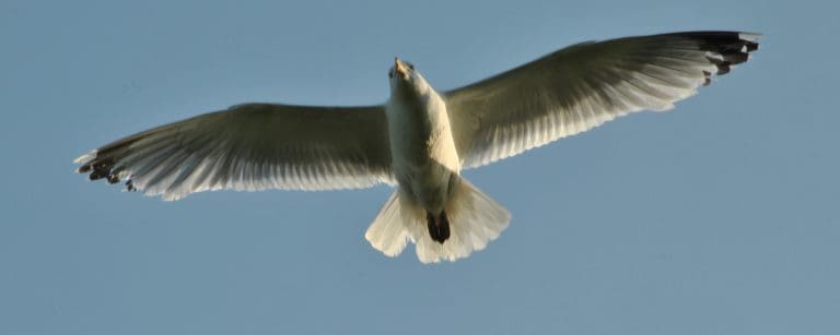 Explosion In Gull Population In Kirkcudbright Is Having Serious Impact On Local People