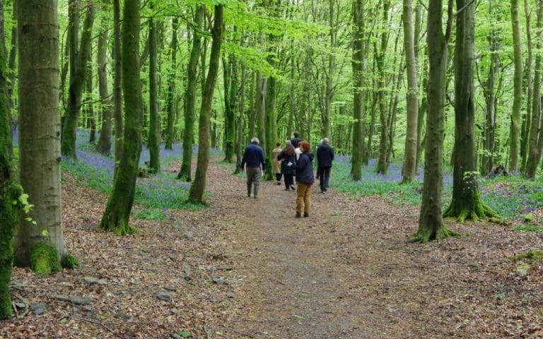 New Woodland Festival To Be Held at Barhill Woods, Kirkcudbright