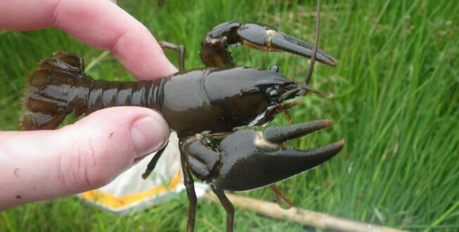 Invasive American Crayfish Found in Carlingwark Loch, Castle Douglas