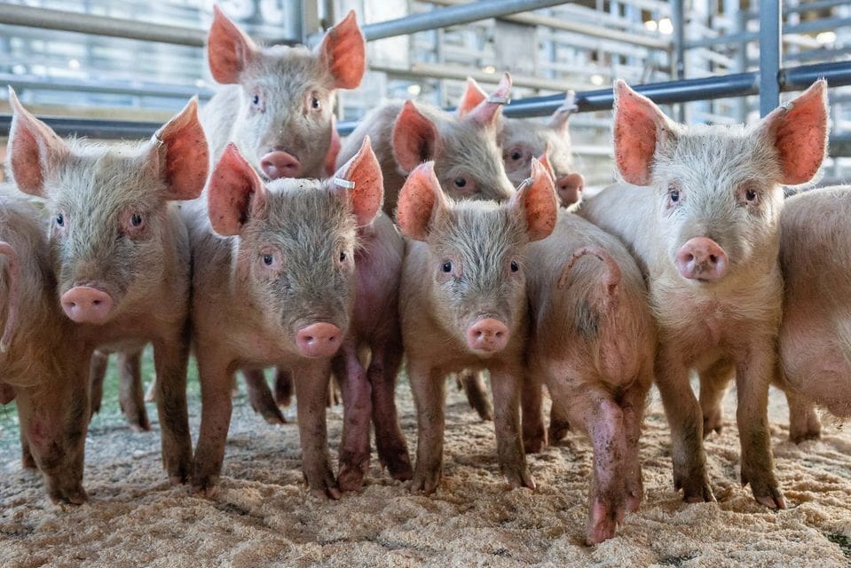 DUMFRIES MART PIG SALE REPORT 9/8/21