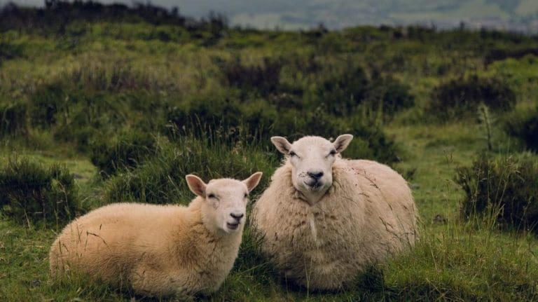DOG KILLS 6 LAMBS AND A EWE AT ROCKCLIFFE