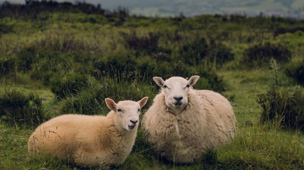DOG KILLS 6 LAMBS AND A EWE AT ROCKCLIFFE