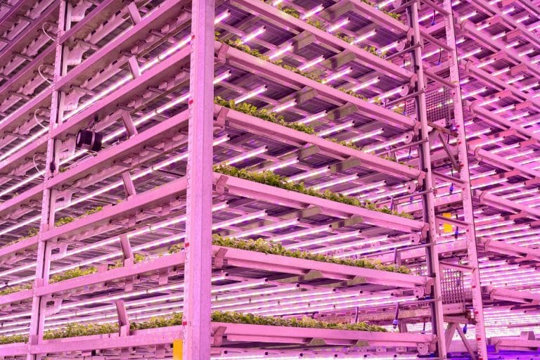 Novel vertical farm to accelerate skills, research and innovation