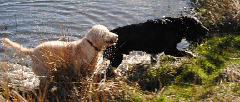 Scots Firm Begins Early Heart Disease Detection Service For Cats And Dogs