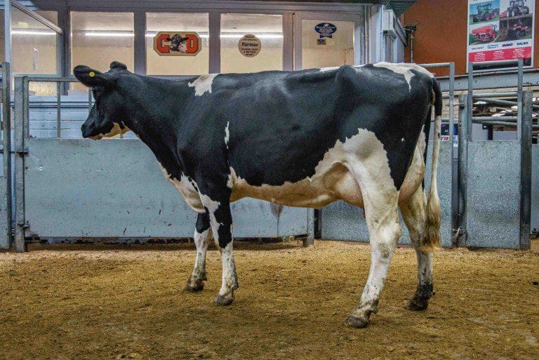 R. Ritchie & Co Top Dumfries Dairy Sale With £1,820 For British Friesian Calved Heifer