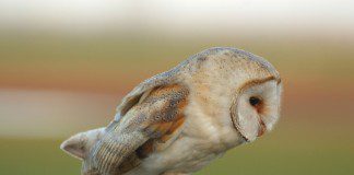 Helping Barn Owls in the Galloway Glens area