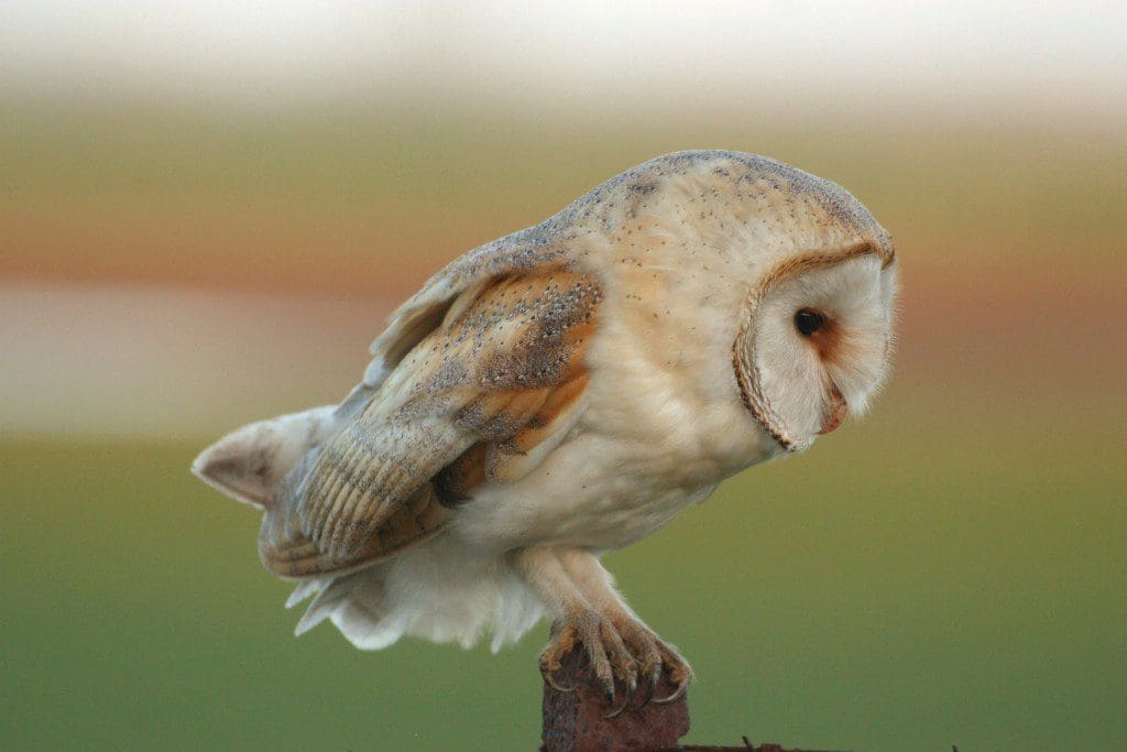 Helping Barn Owls in the Galloway Glens area