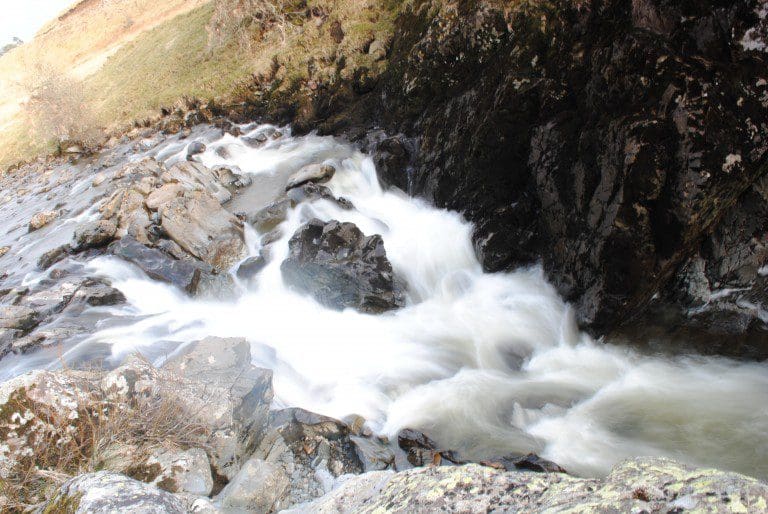 Conserving wild salmon