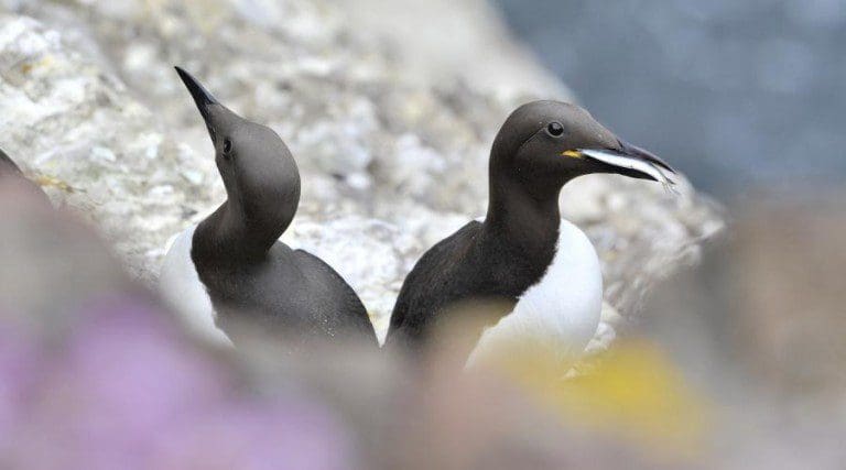 New Report Shows Seabird numbers decline by almost 50%
