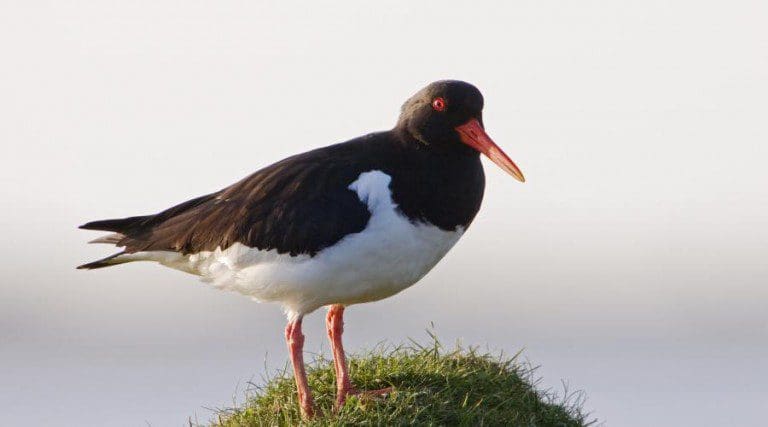 Varied Fortunes For Scotland’s Wintering Waterbirds