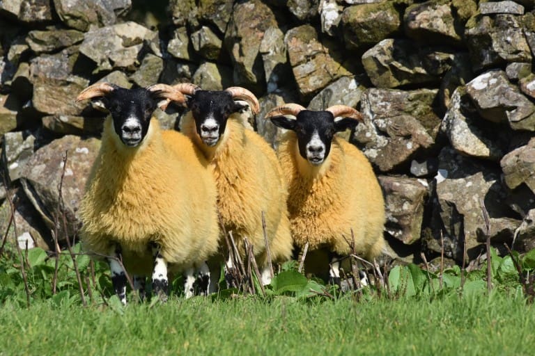 Blackface Ewe Lambs Trade Slightly Improved – Wallets Marts