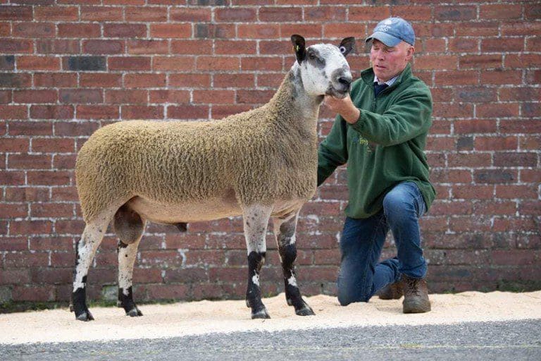 BOB'S TOP OF THE TUPS AT WALLETS BLUEFACED LEICESTER RAMS SALE