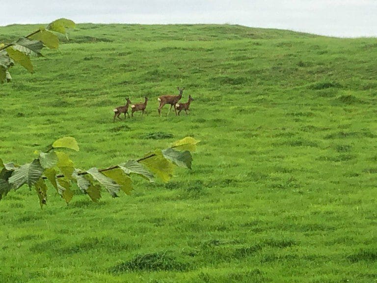 Deer numbers placing unprecedented pressure on environment