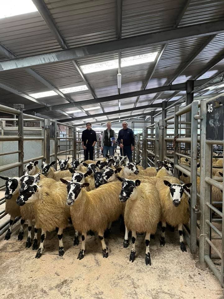 Clonrae Win Champion Pen of Scotch Mule Ewe Lambs at Dumfries Mart