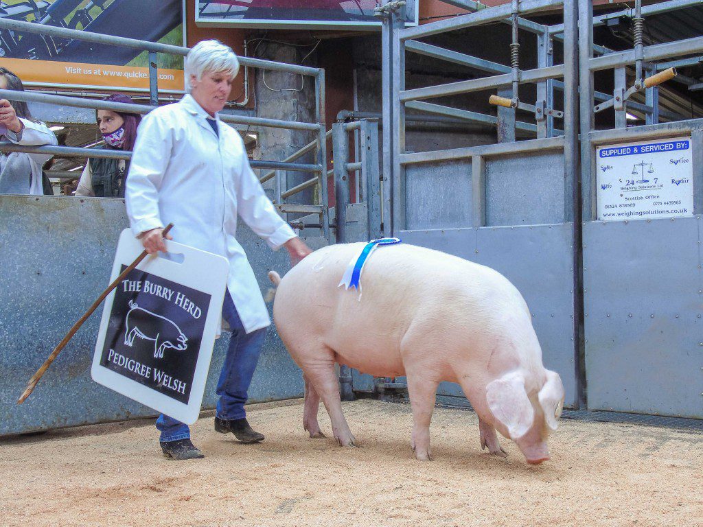 600GNS FOR TOP PRICED PIG AT DUMFRIES MART