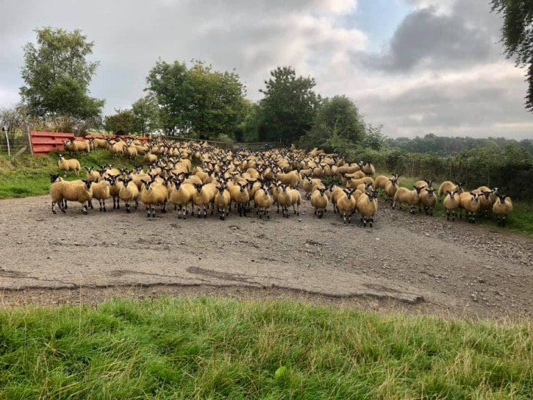 Wallets Marts Scotch Mule Ewe Lamb Sale Monday 30th August 2021