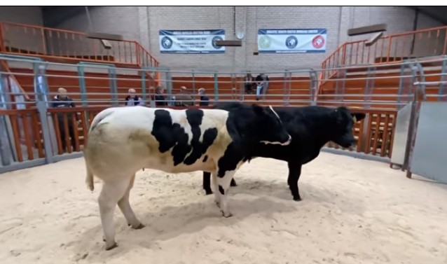 Annual Show & Sale Of Yearling Calves & Store Cattle – Wallets Marts