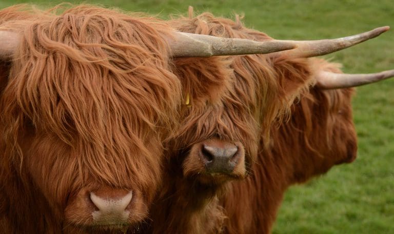Ambitious future for rural Scotland