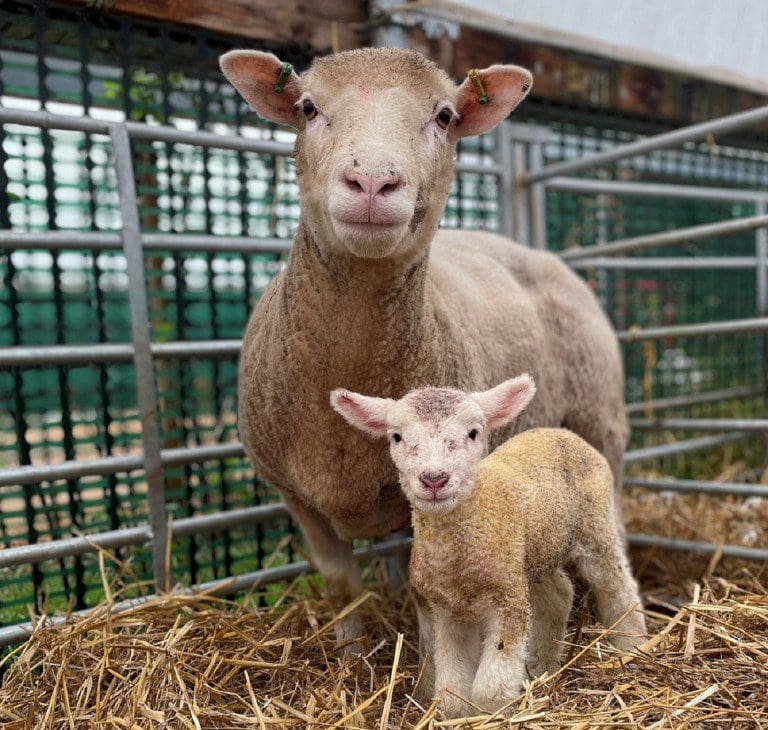 Barony Farm springs to life with autumn lambs