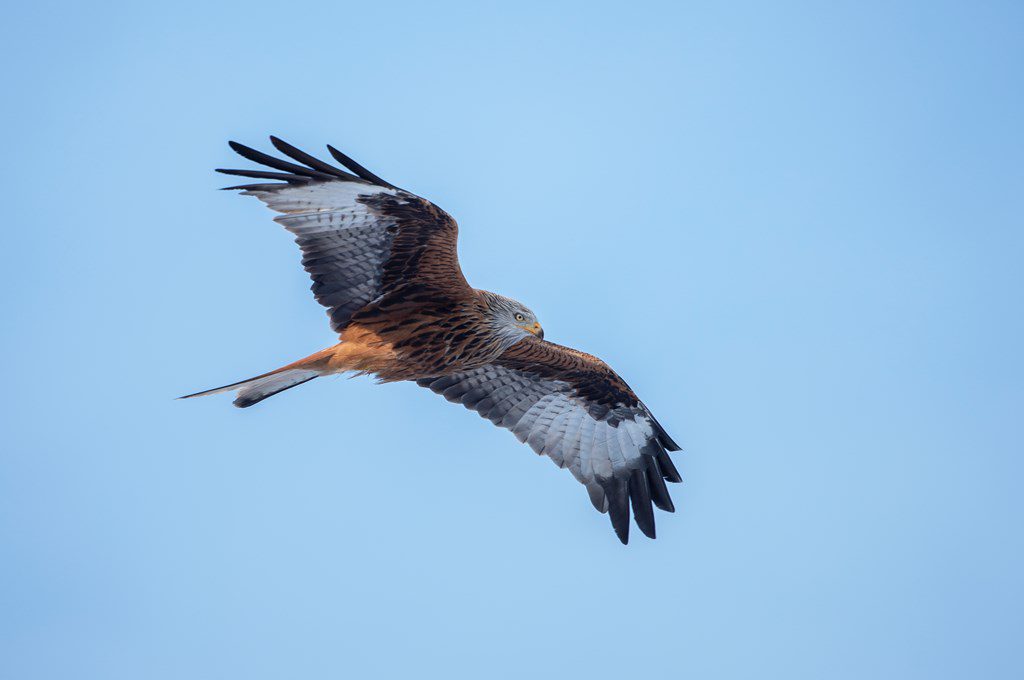 Four men charged with wildlife crime offences in Stewartry