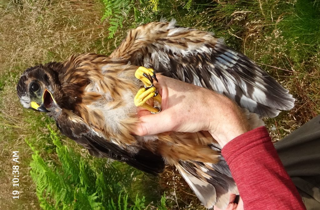 Another hen harrier disappears in suspicious circumstances