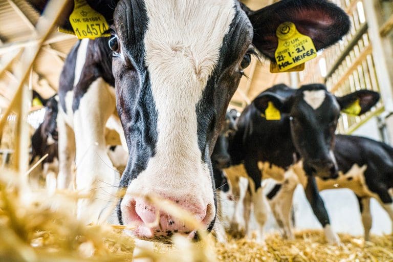 Agri-tech project highlights benefits to dairy-beef sector