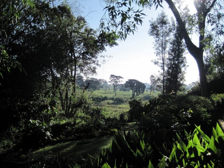 Breeding trees to address ‘wicked’ challenges