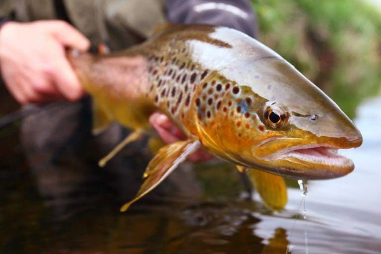 Galloway Trout Travellers. What Future Is There For One Of Our Most ‘Global’ Fish?