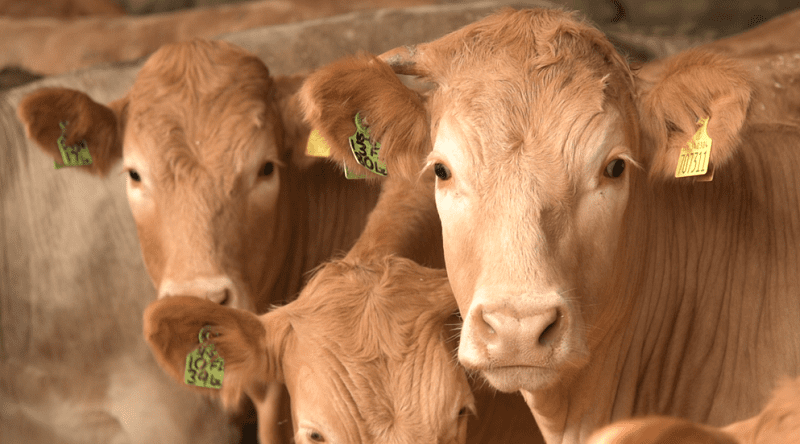 Farmers will be given advice on nutrition and health for beef cattle