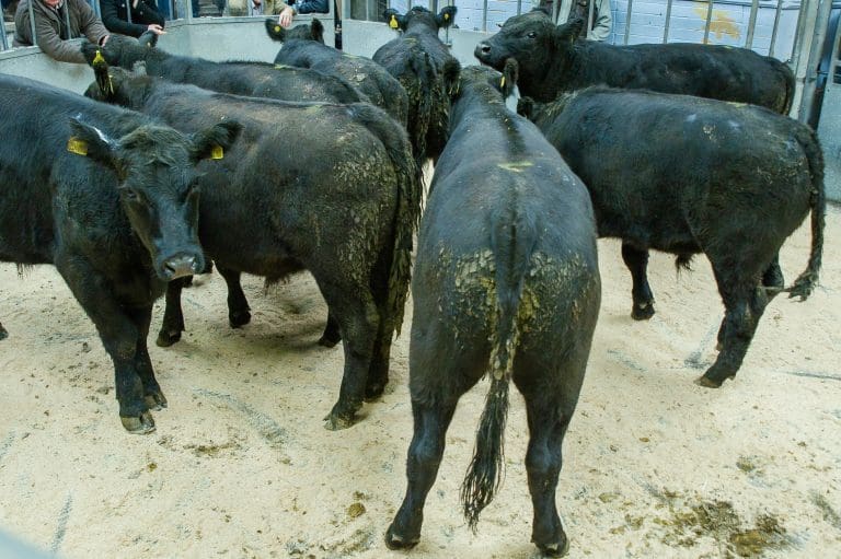 DUMFRIES MART STORE CATTLE & ORGANIC CATTLE SALE REPORT