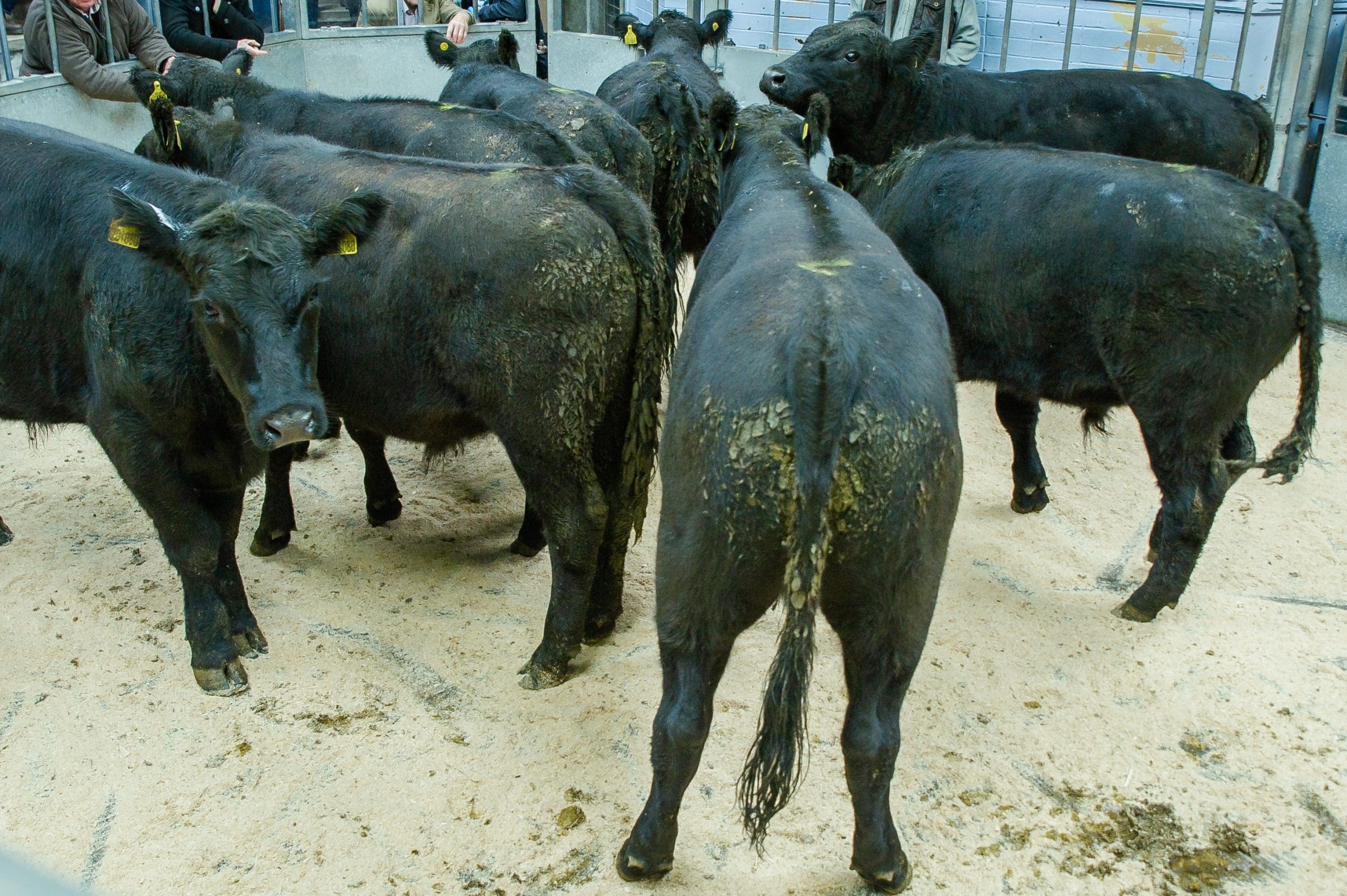 DUMFRIES MART STORE CATTLE & ORGANIC CATTLE SALE REPORT