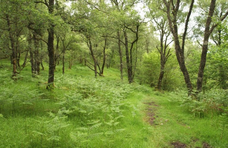 Addressing climate change through forestry and biodiversity