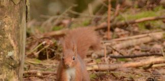 Moffat’s red squirrels and golden eagles team up to give native wildlife a boost