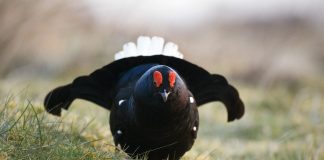 The decline of Black Grouse in Galloway – What can be done?