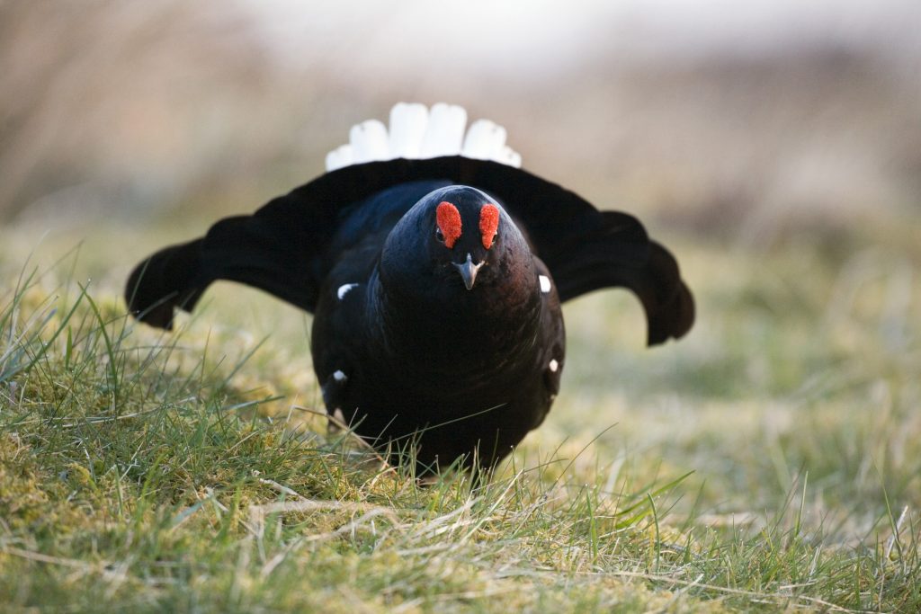The decline of Black Grouse in Galloway – What can be done?