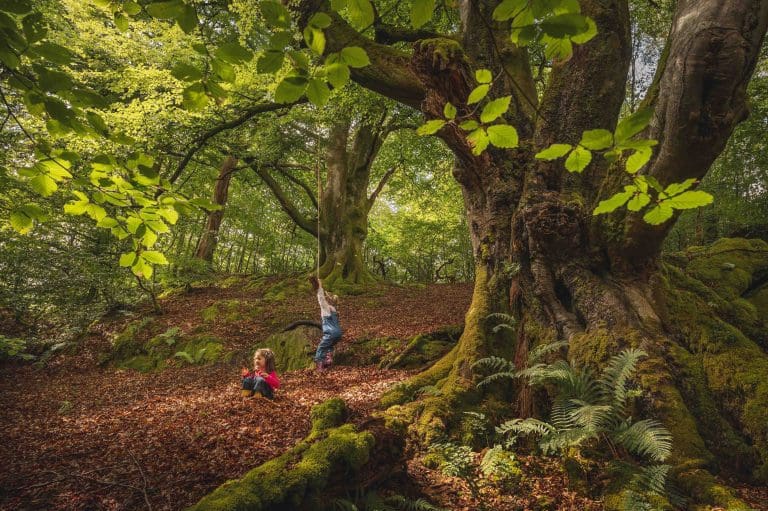 The Wild Woods of Western Europe - Free, Online Event