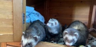 The Scottish SPCA is seeking homes for seven fun loving ferrets