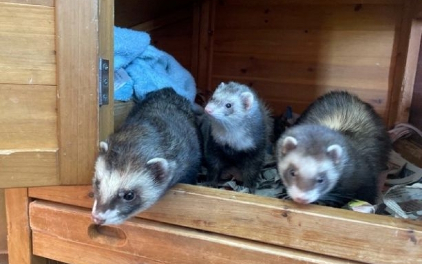 The Scottish SPCA is seeking homes for seven fun loving ferrets