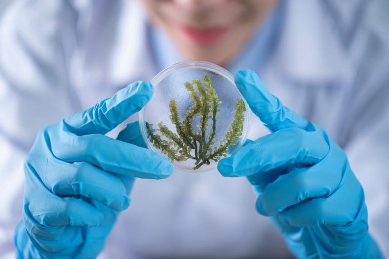 Focus On Foods Of The Future – SRUC