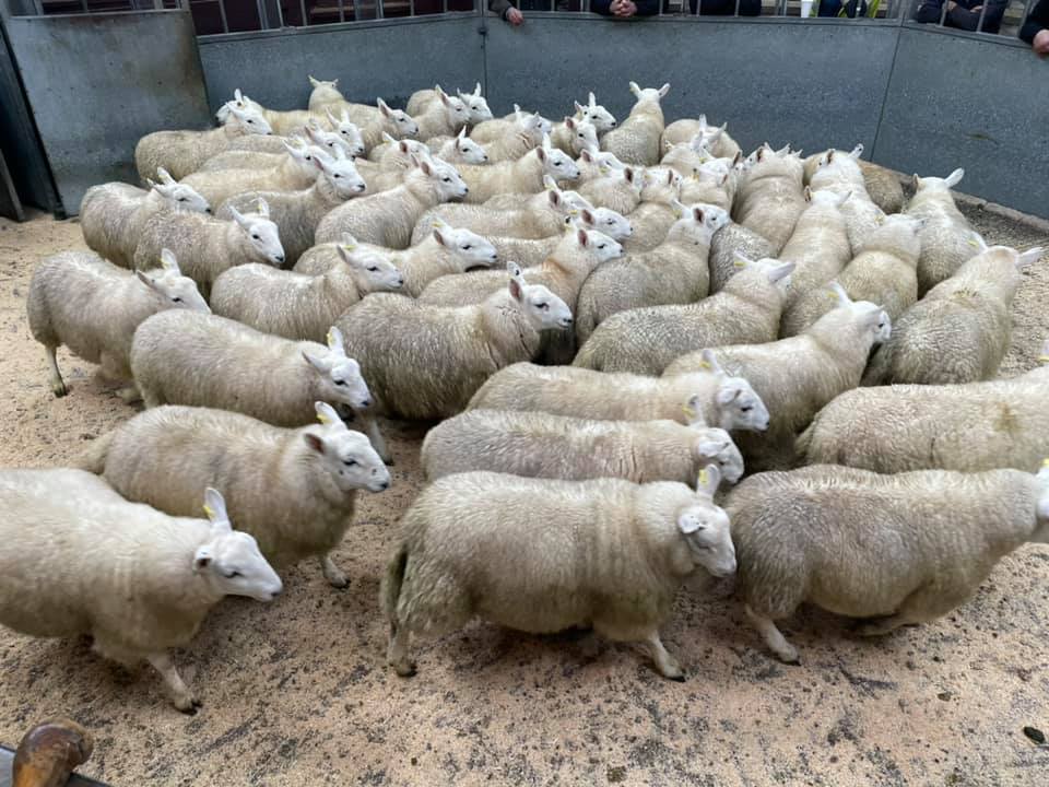Dumfries Mart Store Lambs and Feeding Ewes Sale Report 5/11/21