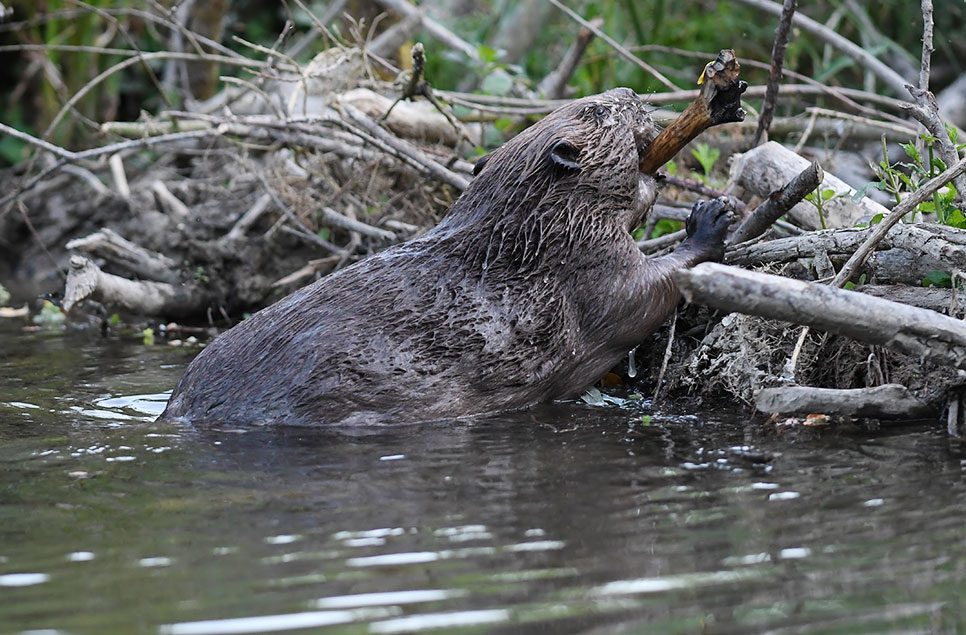 Protecting Scotland’s beaver population