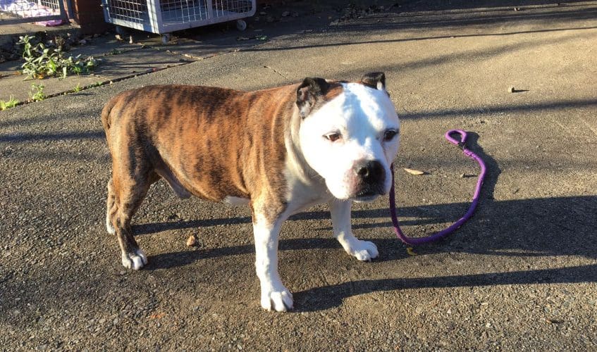 ELDERLY DOG REGISTERED IN DUMFRIES FOUND STRAY IN GLASGOW