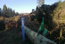 Public urged to stay away from forests after Storm Arwen